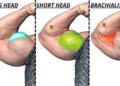 long head vs short head bicep exercises