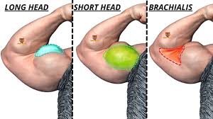 long head vs short head bicep exercises