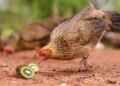 Can Chickens Eat Kiwi Seeds