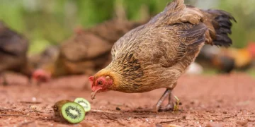 Can Chickens Eat Kiwi Seeds