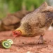 Can Chickens Eat Kiwi Seeds